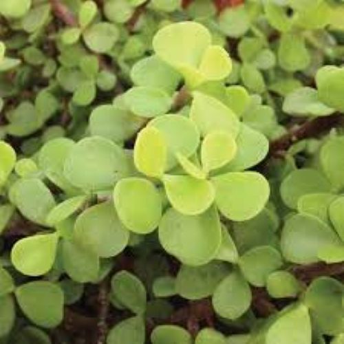 Portulacaria Afra  - Jade Plant