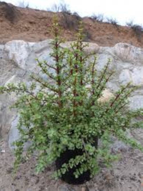 Portulacaria Afra  - Jade Plant