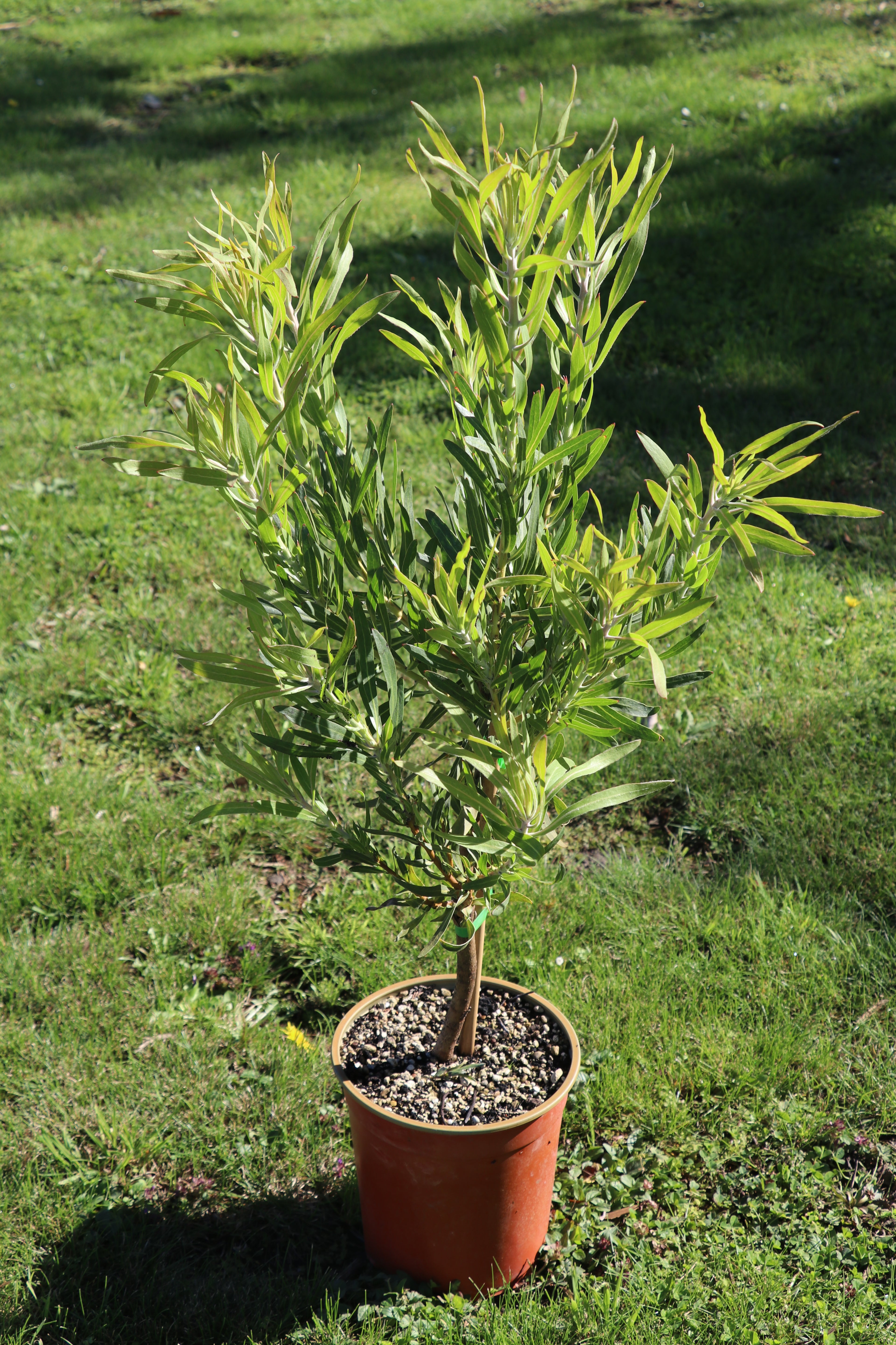 Protea Neriifolia Alba