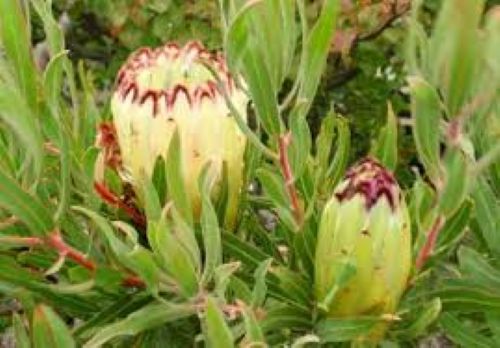 Protea Neriifolia Alba