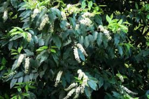 Prunus Lusitanica - Portuguese Laurel - Standard 1500mm