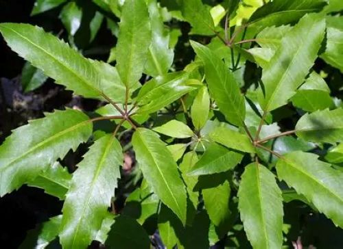 Pseudopanax Arboreus