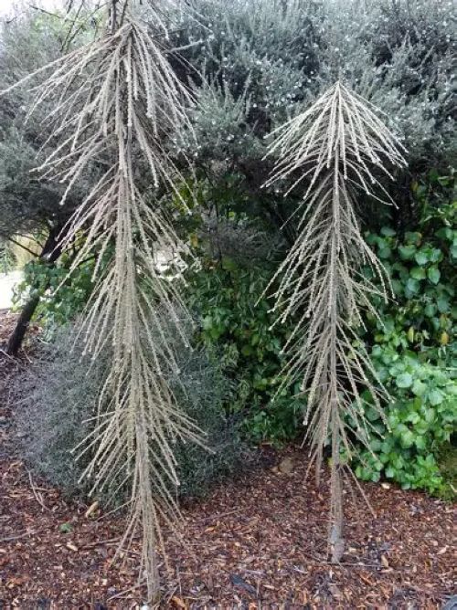 Pseudopanax Ferox