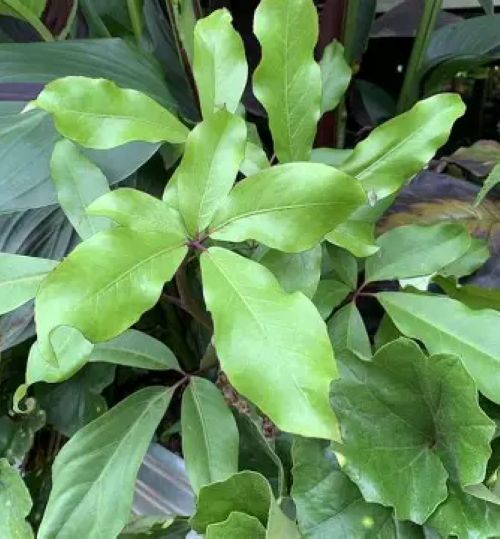Pseudopanax Laetus