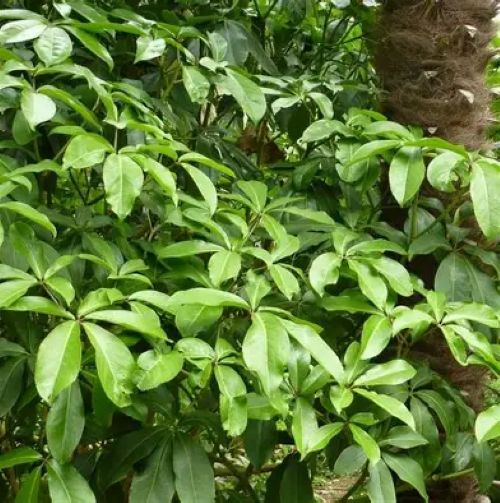 Pseudopanax Laetus
