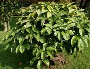 Pseudopanax Arboreus
