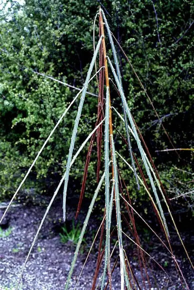 Pseudopanax crassifolius