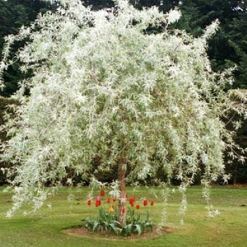 Pyrus Salicifolia Pendula 1.7m - Bareroot Tree