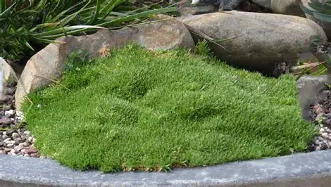 Scleranthus biflorus