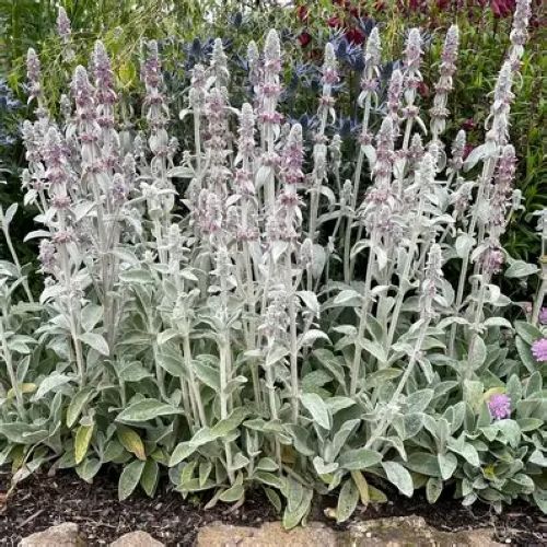 Stachy Byzantina - Lambs Ears