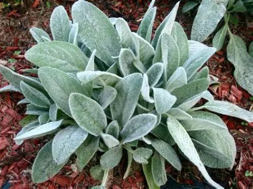 Stachy Byzantina - Lambs Ears
