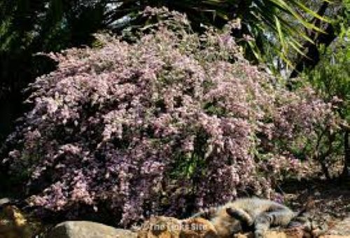Thryptomene Gold Tips