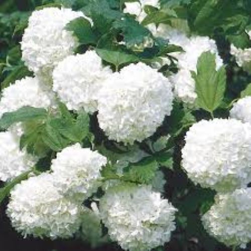 viburnum Opulus Sterile
