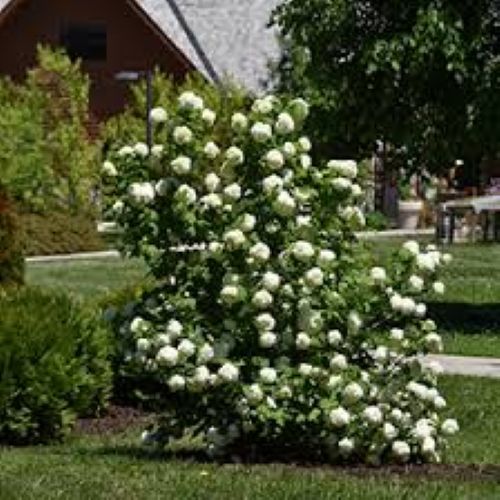 viburnum Opulus Sterile