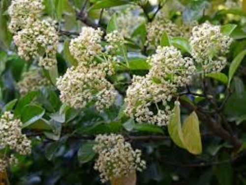 Viburnum Odoratissimum