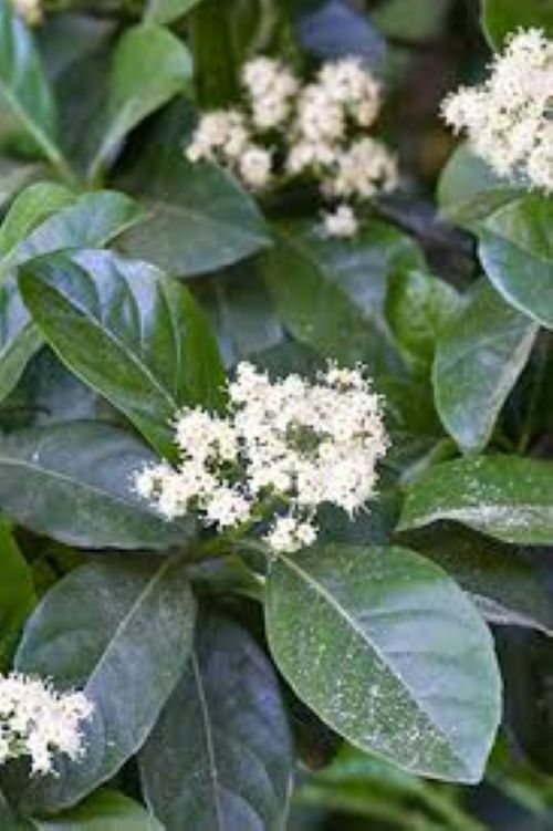 Viburnum Odoratissimum